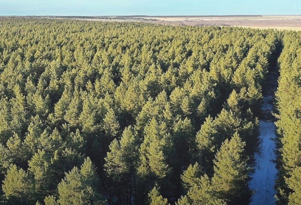 В минприроды Ростовской области опровергли продажу участков донских лесов - фото 1