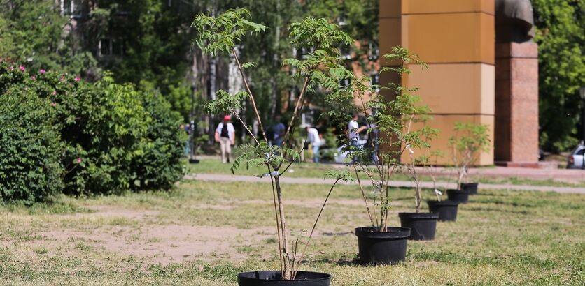 1,2 тысячи деревьев и 14 тысяч кустарников высадят в Нижнем Новгороде по ФКГС
