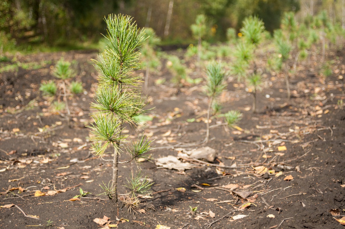 Свыше 800 000 деревьев посадили в Нижегородской области в рамках Всероссийской экологической акции  - фото 1